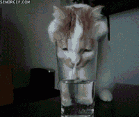 glass soi GIF