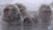 snow monkey GIF