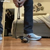 Toad On A Leash GIF by ViralHog