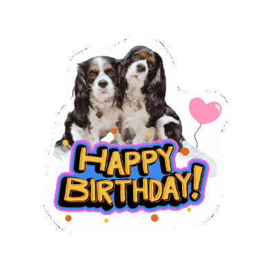 Birthday Cavalierkingcharlesspaniel Sticker