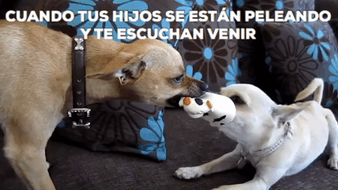 siblings maternidad GIF