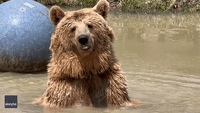 Bathing Bear Enjoys Splash in Pond at New York Wildlife Sanctuary