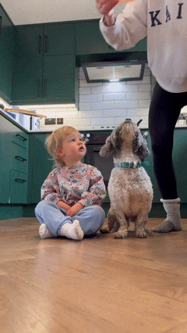 cuteanimalland giphyupload GIF