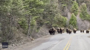'Red Dog' Baby Bison Leave Onlooker Awestruck in Yellowstone
