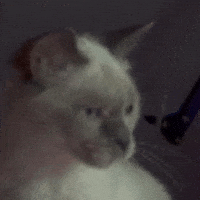 British Cat GIF