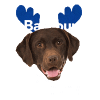 Christmas Dogs Sticker by Barbour