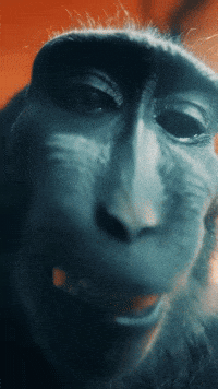 Monkey GIF