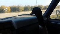 Devoted Duck Waits for Best Friend to Come Home