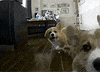 Dog Corgi GIF