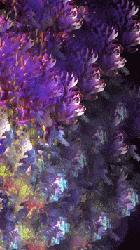 Rainbow Flowers GIF by Mollie_serena