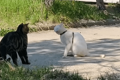 Albin_the_Deaf_Cat cat cats white cat cat friends GIF