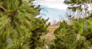 china peking GIF