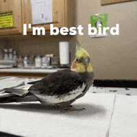 Head Tilt Cockatiel GIF