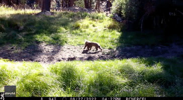 Bear Cubs Play Fight in Adorable Footage From South Lake Tahoe