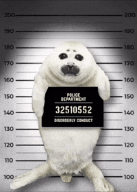 Seal Prison GIF