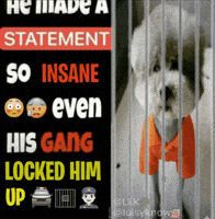 Gang Prison GIF