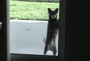 Happy Shuffle GIF by AFV Pets