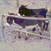 donkey GIF