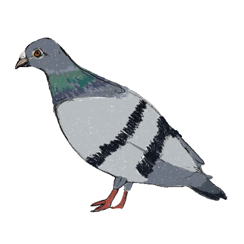 Bird Pigeon Sticker
