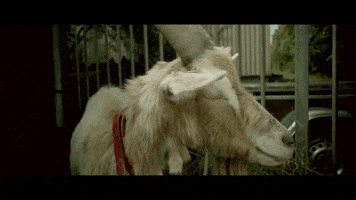 GIF by Random Goat