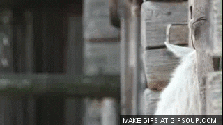 GIF by Random Goat