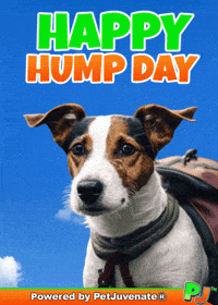 PetJuvenate petjuvenate henlo hooman fren love rescue dogs treatos and woofer for pupper GIF