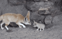 fox GIF
