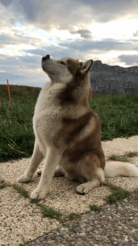 Beeheidi giphyupload GIF