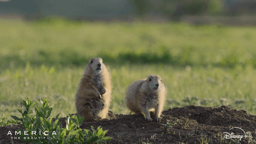 Dance America GIF by Nat Geo Wild