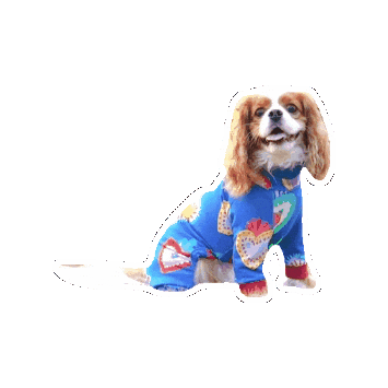 Cavalierkingcharlesspaniel Sticker