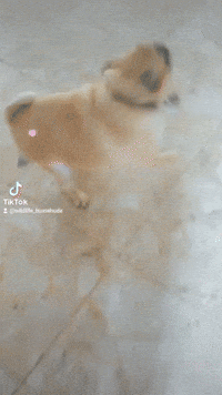 Dance Party GIF
