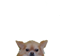 Oh My God Omg Sticker