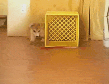 Dog Fail GIF by America's Funniest Home Videos