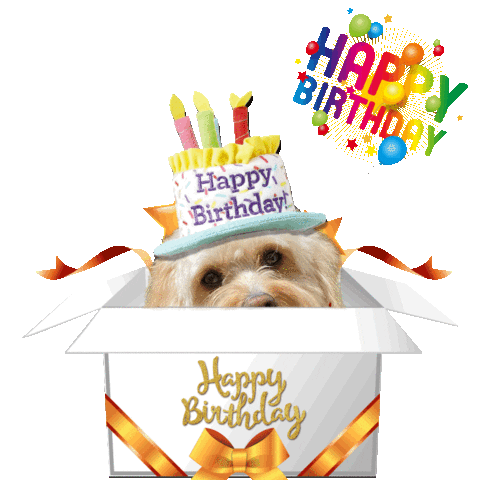 Happy Birthday Cute Dog Sticker by Pimp Yo Pets