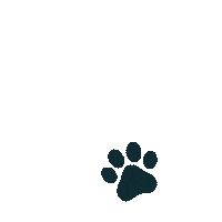 Bearmaggiecoll dog running puppy walking Sticker