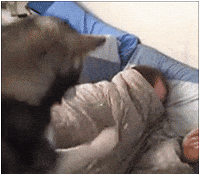 Wakey Wakey Wake GIF