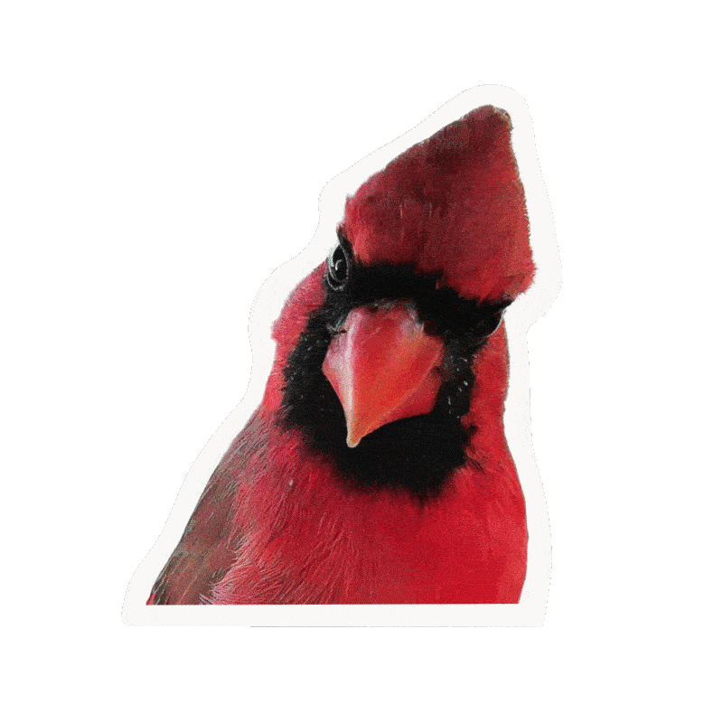 mybirdbuddy giphyupload pixel animated bird Sticker