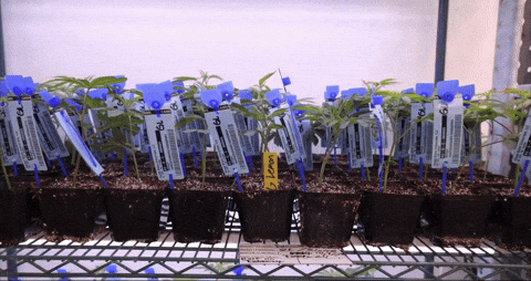 Bloom Andrew GIF by Exclusive Brands