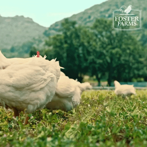 Leaving Stepping Out GIF by Foster Farms