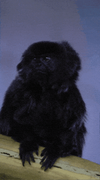 Confused Monkey GIF by Valley Zoo Development Society