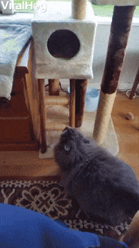 Cat Too Fat To Fit In Tower