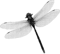 Butterfly Sticker