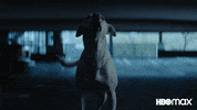 Barking Good Boy GIF by HBO Max