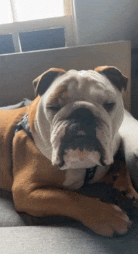 Happy Fed Up GIF by Butler University