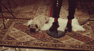 Dog Christmas GIF by Johnny Orlando