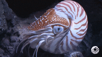 chambered nautilus tentacles GIF by Monterey Bay Aquarium