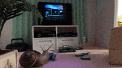 bully losing GIF by Sub Pop Records