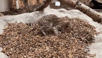 Serval Cat Leaves GIF by Valley Zoo Development Society