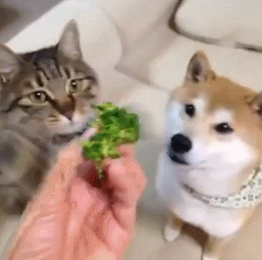 cat broccoli GIF
