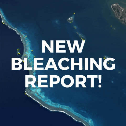 AllenCoralAtlas giphyupload GIF